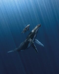 "Radiand Bond", foto de una ballena jorobada y su cría de Álvaro Herrero (Fotógrafo Subacuático del Año 2025)