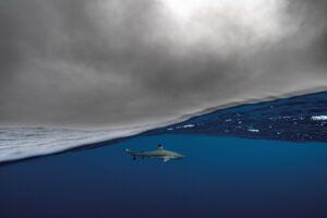 Un tiburón punta negra en Polinesia Francesa. Fotografía de Álvaro premiada en el Concurso de Siena.